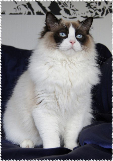 Wunderschöne Ragdoll Babys  - Ragdoll - Barnstorf