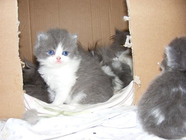 Zuckersüße Perser Kitten. - Perser - Münster