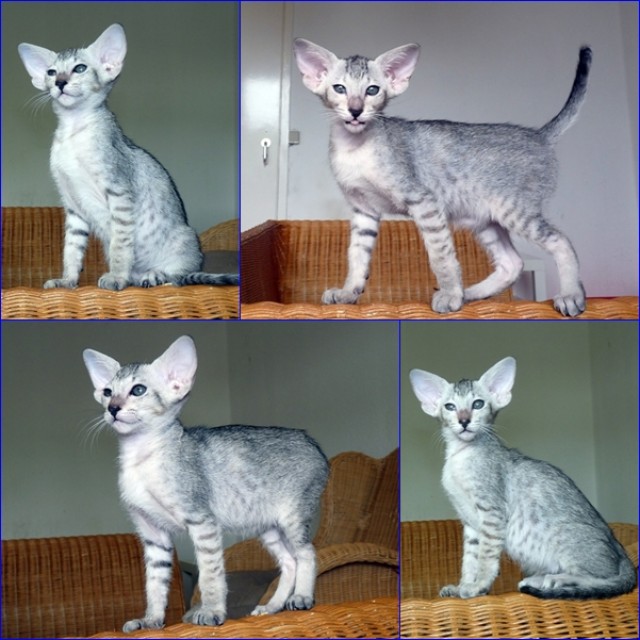 Katzenbabys - Orientalische Kurzhaar - Celle