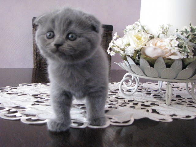 Typvolle Scottish Fold BKH Kitten - British Kurzhaar - Naila