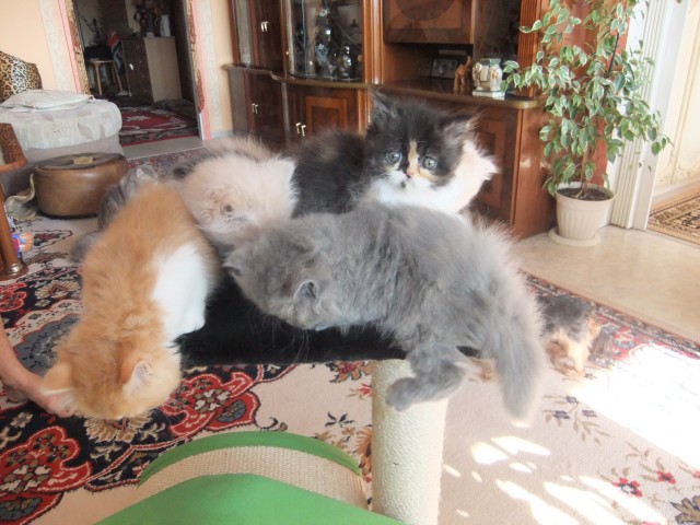 Perserkatzen Babys - Perser - Freiburg im Br.