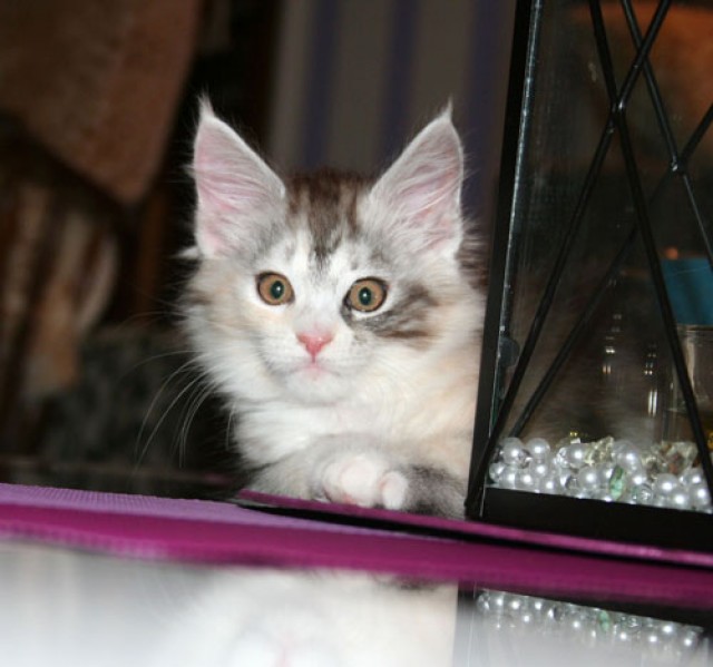 Maine Coon Baby (Hamburg) - Maine Coon - Hamburg