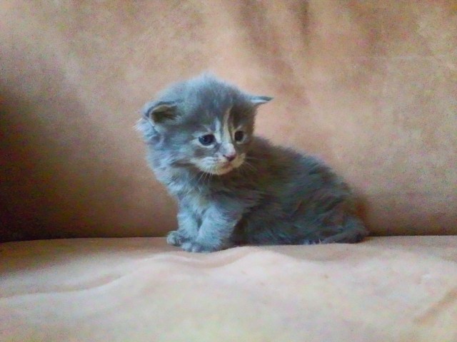 Maine Coon Kitten m.P. suchen neuen Wirkungskreis - Maine Coon - Oldenburg