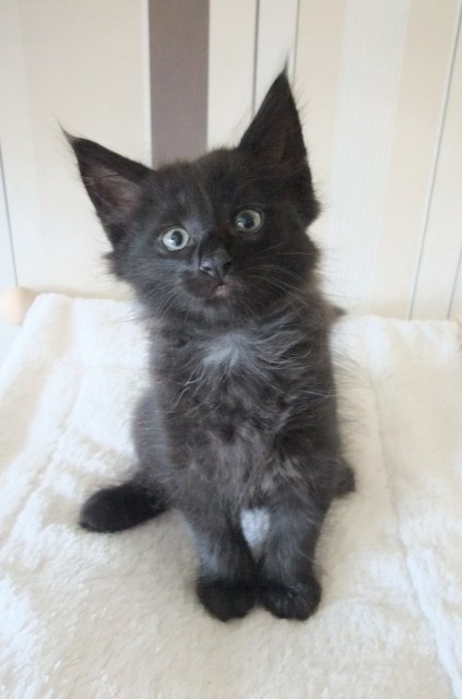 Man In Black - Norwegische Waldkatze - Chemnitz