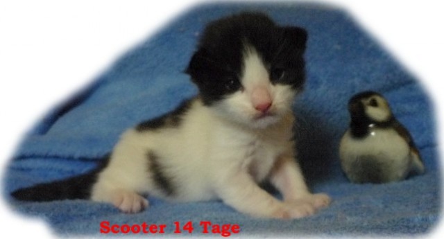 Norwegische Waldkatzen vom Küselwind - Norwegische Waldkatze - Hamburg