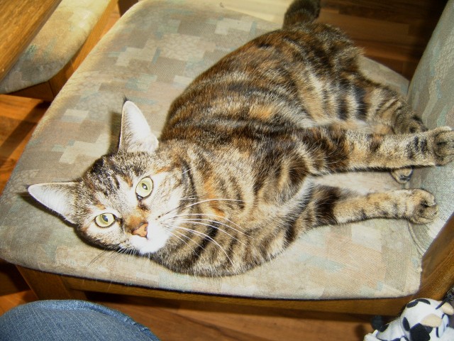 Katzenmädchen sucht neues Zuhause - Freigaenger - Völklingen