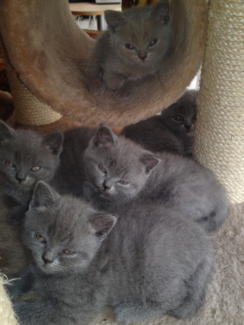 6 süsse British Kurzhaar-Karthhäuser Mix Kitten - British Kurzhaar - Gifhorn 