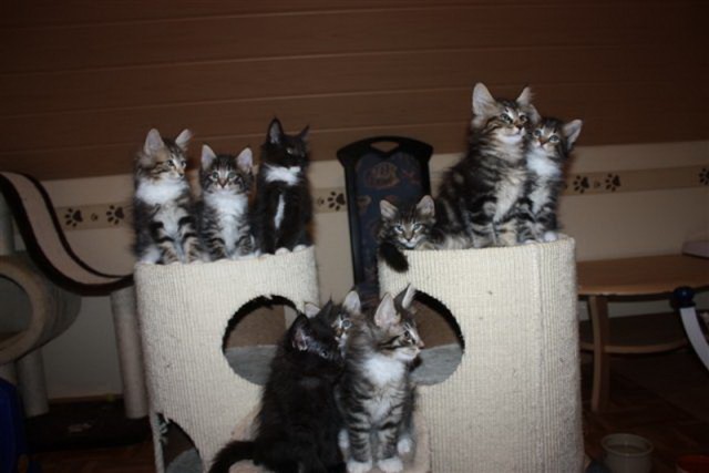 4 Bildhübsche Kitten - Norwegische Waldkatze - Weidhausen