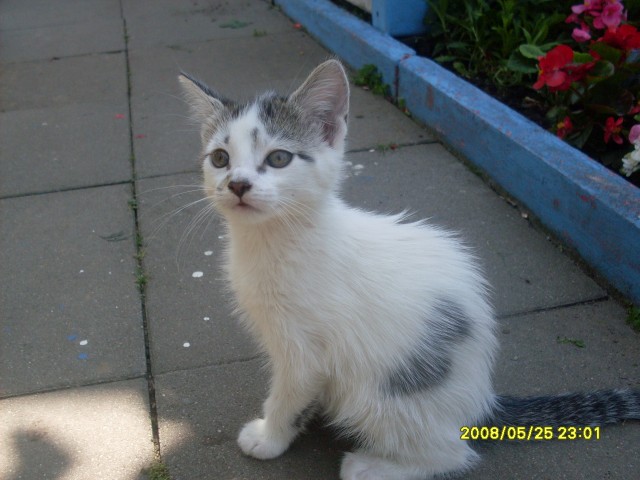4 süße Katzenbaby - Hauskatzen - Hameln