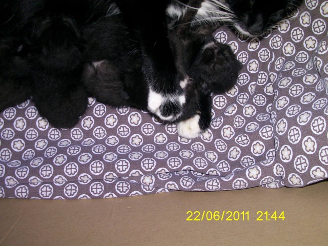 Unsere Katzenbabys sind da - Mischling - Schauenburg