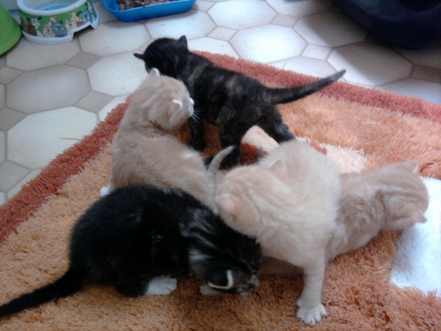 2 süße Katzenbaby s - Hauskatzen - Blankenheim