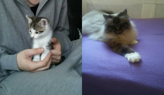 Neva Masquarade und Perser zu verkaufen - 250€ - Neva Masquarade - Nürnberg