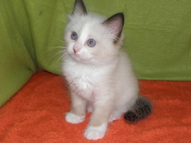Hl. Birma - Ragdoll : - Birma - Neuerburg