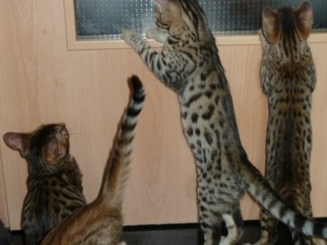 Zucht aufgabe - Bengal - wiesbaden