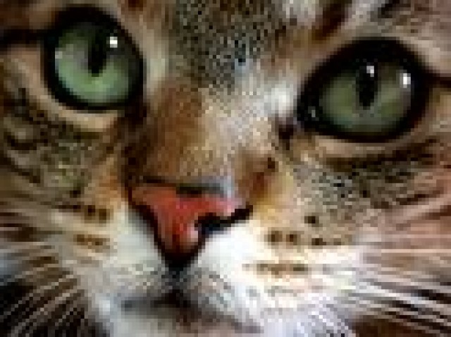 KATZE vermißt in Lohmar !!! 200,- € Belohnung zur Wiederbeschaffung !!! - Freigaenger - Lohmar