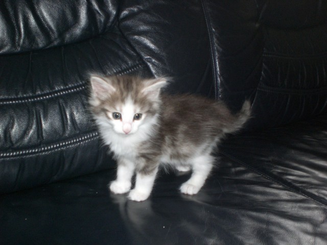 Norwegische Waldkatzenbabys in blau-tabby und hell-amber - Norwegische Waldkatze - Lübbecke