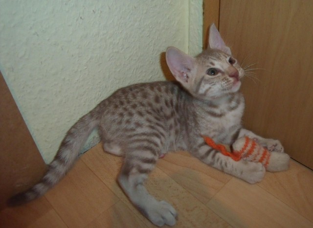 Ocicat-Kitten - Kleine Kostbarkeiten im Tupfenlook !!! - Katzen Sonstige - Remscheid