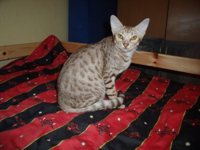 Wir geben unsere Brighty, cinnamon silver spotted Ocicat, ab ! - Katzen Sonstige - Remscheid