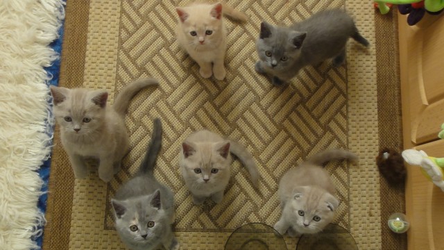 BKH Bärchen - British Kurzhaar - Essen