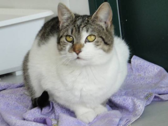 Besondere Katze sucht besonderen Menschen - Mischling - Wien