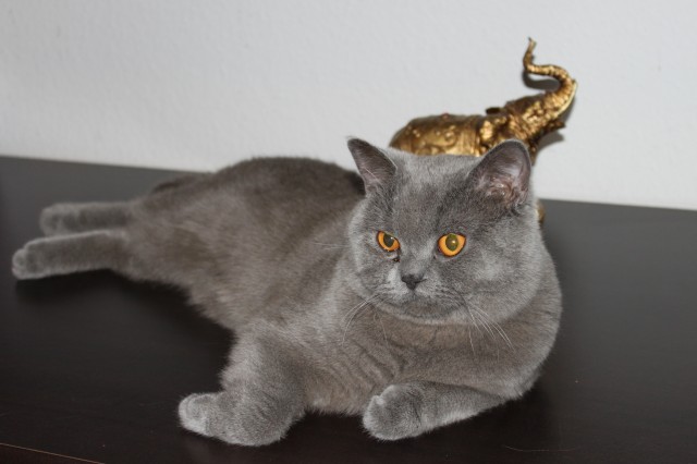 BKH Deckkater - Deckkater - Neu-Isenburg