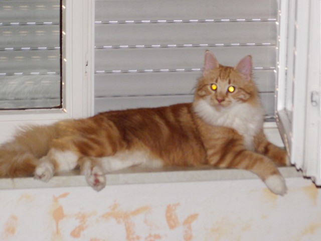 Norwegische Waldkatze - Deckkater - Sigamringen