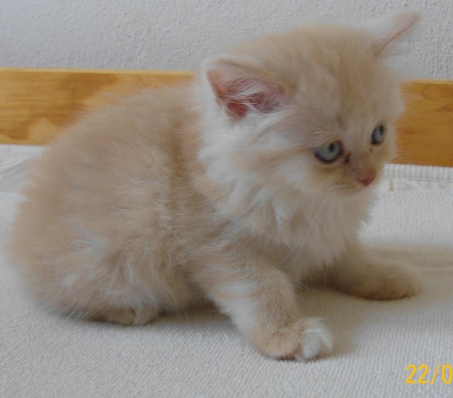 Süsse Perserbabys - Perser - Aken