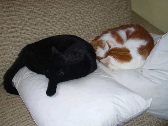 Die 2 besten und liebsten Katzen abzugeben! Hauskatze Kater Katze, gesund, rein, - Hauskatzen - Werne