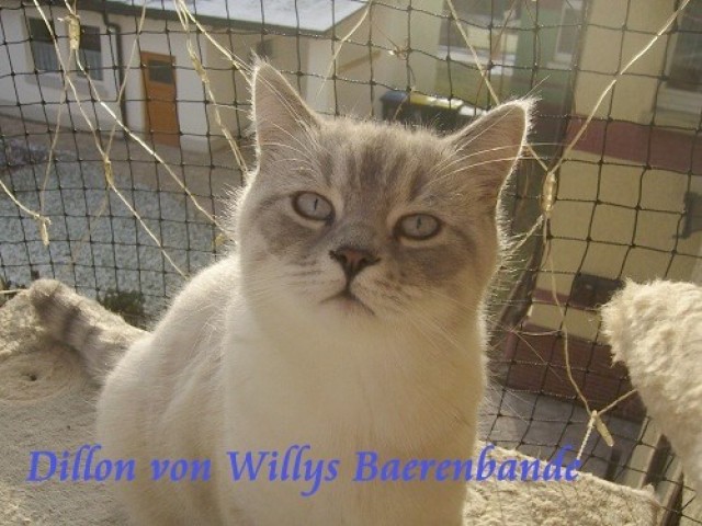 Zwei wundervolle Colorpoint Kater - Colourpoint - Treffurt
