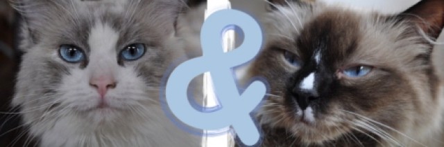 Zauberhafte Ragdolls kittens mit Stambaumm - Ragdoll - Arnhem
