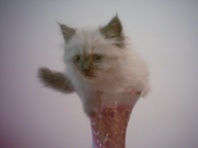 Ragdollkater gesucht - Ragdoll - berlin