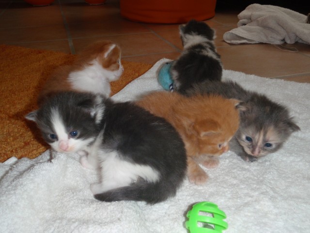 Wir suchen neues Personal - Maine Coon - Rüdesheim am Rhein