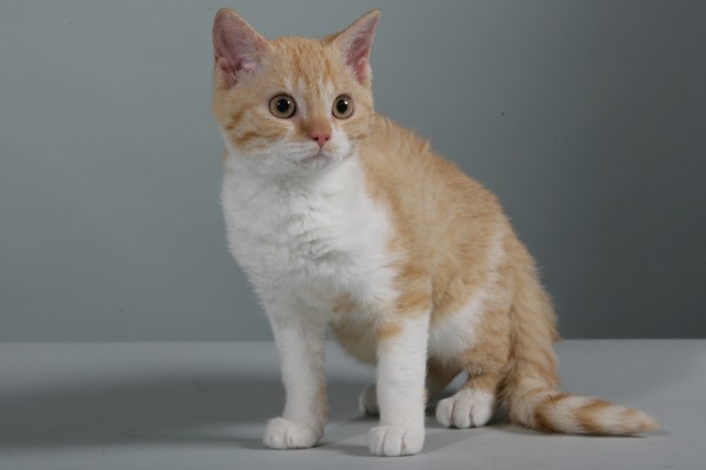 *  Diva sucht nettes Hundekörbchen  ! * - Selkirk Rex - Kamp Lintfort