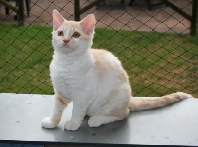 * Zuckersüßer Lockenteddy sucht nette Ohrenkrauler * - Selkirk Rex - Kamp Lintfort