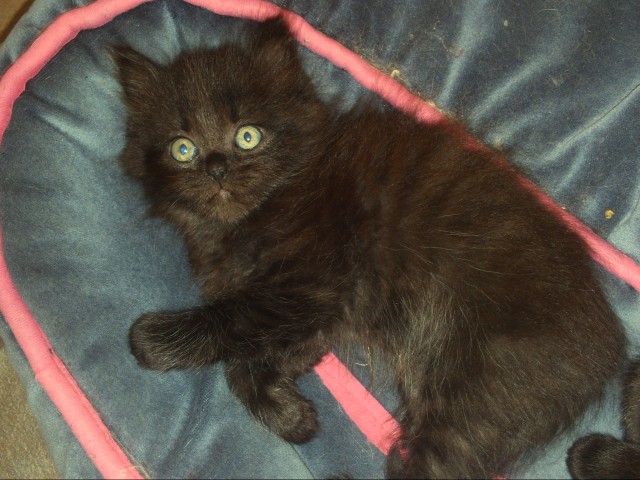 Persermix-Babys suchen ab sofort ein liebes Zuhause - Perser - Könnern