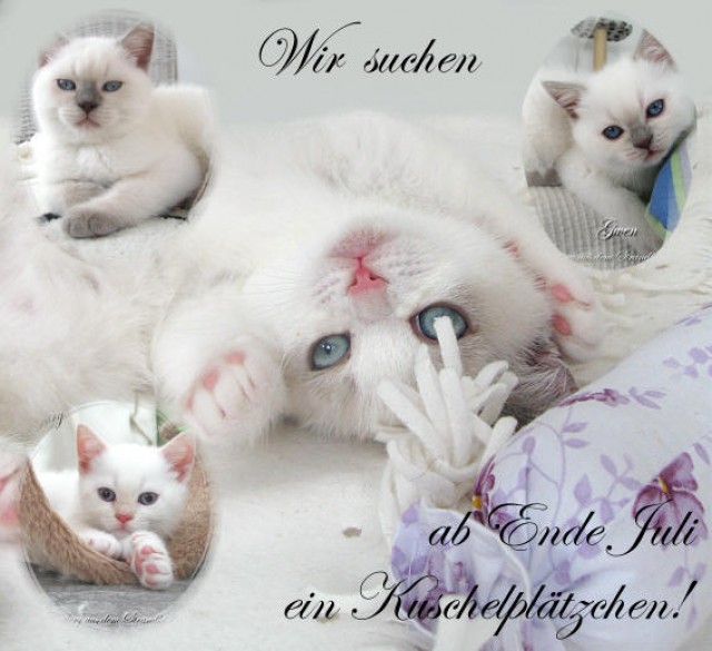 Vier zauberhafte Britisch Kurzhaar Colourpoint Kitten suchen ein zuhause - British Kurzhaar - Petschow