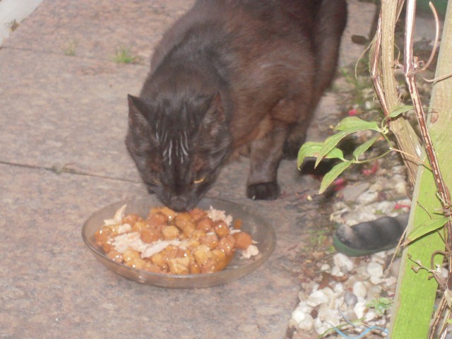 Wer vermisst diese Katze? Wer möchte sie bei sich aufnehmen? - Freigaenger - Moers