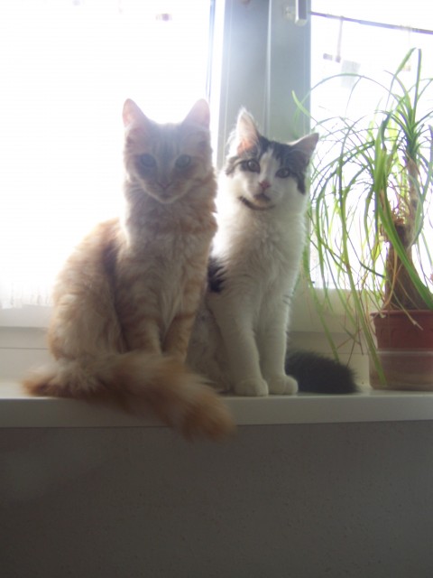 Dringend!!! Mainconns zu verkaufen. - Maine Coon - Wolfsburg