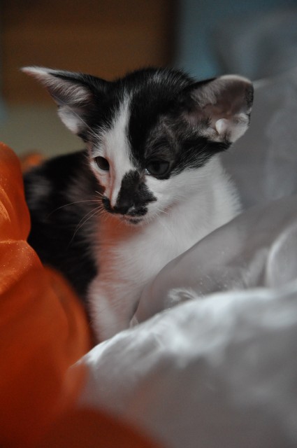 Zauberhafte Orientalisch Kurzhaar, OKH/OSH, Siam, Seychellois - Orientalische Kurzhaar - Kleinsachsenheim