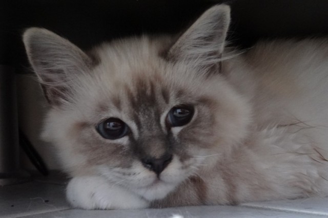 Kater Heilige Birma blaue Augen Schmuse Katze - Birma - Hannover