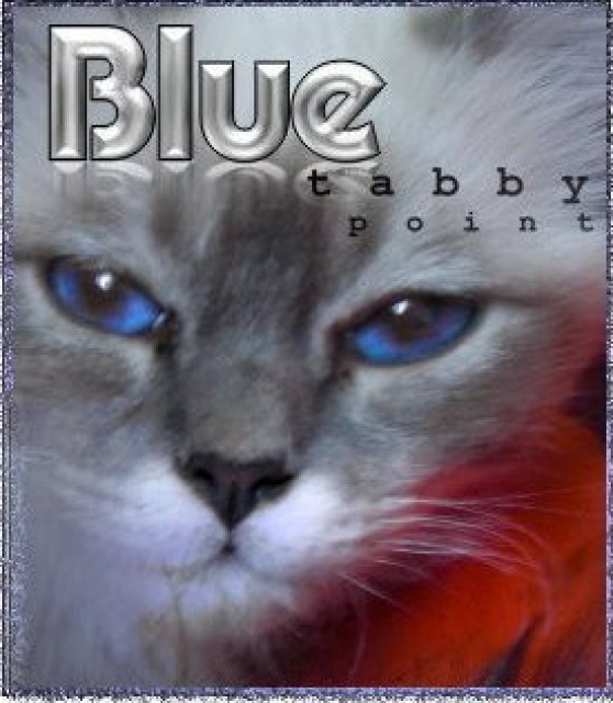Heilige Birma Katze Kater Kitten Rasse Stammbaum - Birma - Hannover