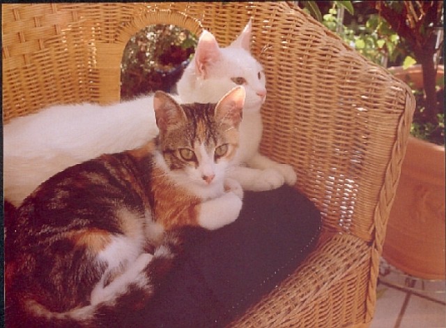 Liebevoller Katzensitter in oder bei Stuttgart gesucht - Katzensitter - Stuttgart