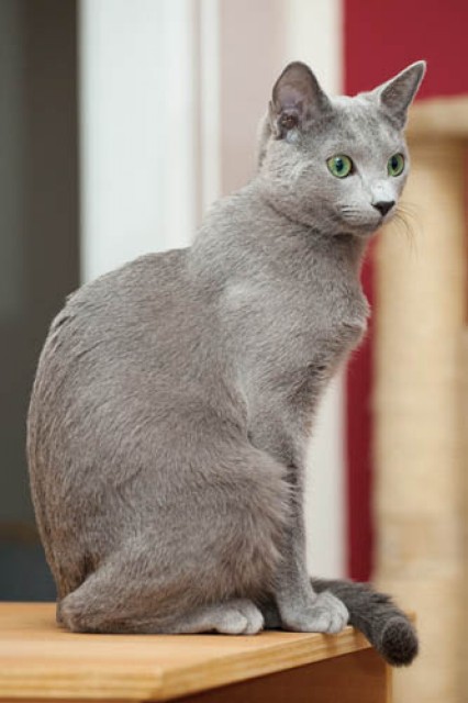 Russisch Blau Kater ( 3 Jahre alt ) - Russisch Blau - Ratingen