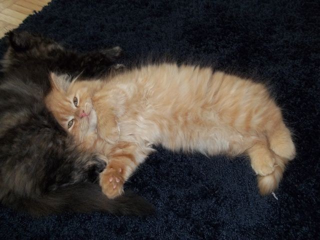 Bildhübscher reinrassiger Perserkater / Kitten (mit Nase) in Red Creme  - Perser - Landsberg am Lech