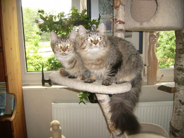 2 Main Coon Damen fast ein Jahr alt  - Maine Coon - Versmold