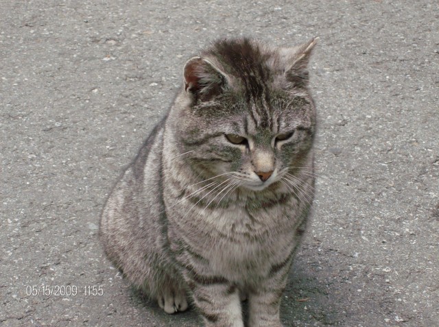 Sie suchen eine Katze?  - Freigaenger - Schönberg -Lachtal