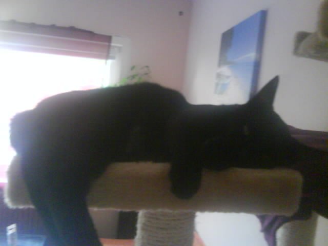 Schwarze hauskatze - Hauskatzen - Wolfsburg