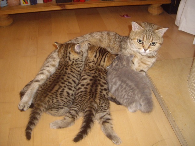 British Kurzhaar Whiskas Kitten Lilac & Golden spotted - British Kurzhaar - Buchholz in der Nordheide