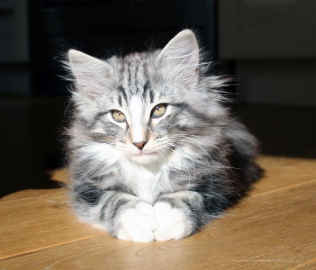 Katzenbabies Suchen Neues Zuhause Katzen Kleinanzeigen Net