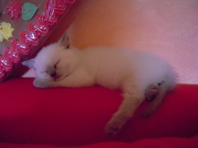 Britisch Kurzhaar Colourpoint Kitten - Colourpoint - Hohen Neuendorf